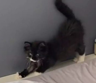 Котенок проснулся уставшим и снова лег спать