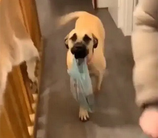 Пес-помощник попал на видео и вызвал восторг