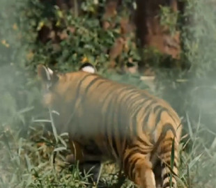 На Київщині показали тигренят, чия мати пережила окупацію