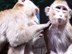 Сеть насмешили обезьяны, моющие собаку