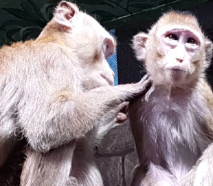 Сеть насмешили обезьяны, моющие собаку