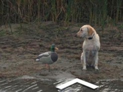 Встреча пса и пластиковой утки попала на карты Google