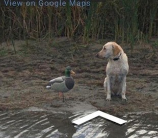Встреча пса и пластиковой утки попала на карты Google