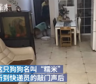 Собака, принявшая посылку вместо отсутствующих хозяев, стала звездой Сети