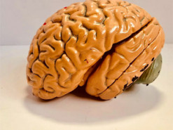 Создан подобный мозгу человека компьютер