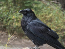 У Гомелі ворона поцупила у маршрутника гроші