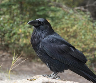 У Гомелі ворона поцупила у маршрутника гроші