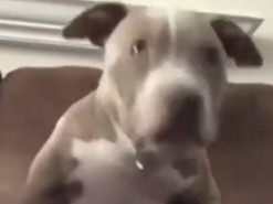 Эмоциональная реакция щенка на фильм ужасов развеселила пользователей Сети