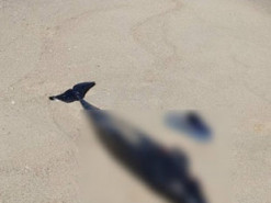 Через війну у Чорному морі загинуло близько 50 тисяч дельфінів