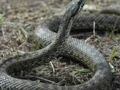 В Финляндии запустили прямую трансляцию жизни змей-гадюк