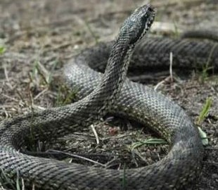 В Финляндии запустили прямую трансляцию жизни змей-гадюк