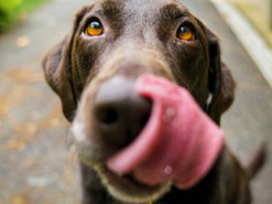 Забавная реакция ворчливой собаки на звуки трубы