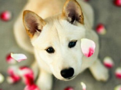 В США взлетели цены на собак шиба ину: виновата криптовалюта