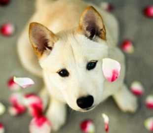 В США взлетели цены на собак шиба ину: виновата криптовалюта