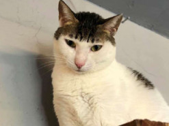 Коли тебе підстригала мама: кіт незвичайного забарвлення розсмішив користувачів facebook