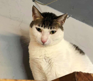 Коли тебе підстригала мама: кіт незвичайного забарвлення розсмішив користувачів facebook