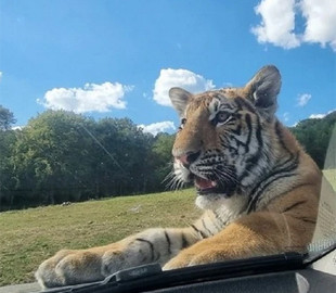  Тигр, якого шукали у горах Словаччини, мешкає в будинку на Закарпатті і не втікав