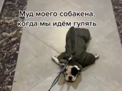 Отказывающийся гулять бульдог рассмешил пользователей Сети