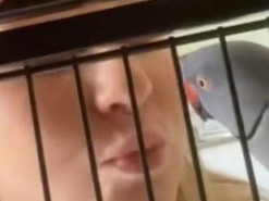 «Что делаешь?»: смешной диалог хозяйки и попугая рассмешил до слёз