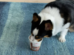 Новый хит: жадная собака показала, как сильно она любит мороженое