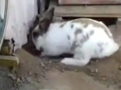 Заботливый кролик спас кота из трудного положения