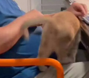 Кот очаровал своей настойчивостью, подлизываясь к хозяину