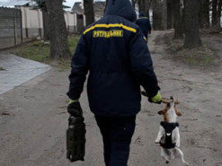 Відшуковує міни та підкорює Інстаграм: як пес Патрон став піротехніком