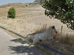 Забавные животные, которые случайно попали на уличные фото Google