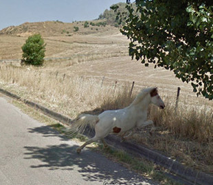 Забавные животные, которые случайно попали на уличные фото Google