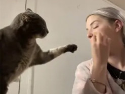 Наглый кот потребовал внимания хозяйки