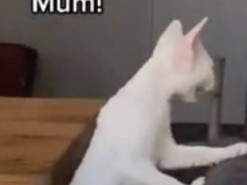 Скучающая по хозяйке кошка насмешила пользователей Сети