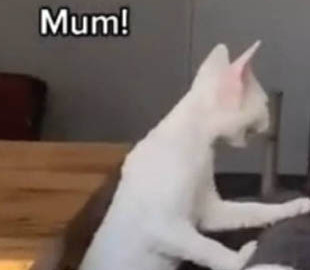 Скучающая по хозяйке кошка насмешила пользователей Сети