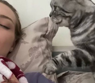 Забавный ролик: кошка пыталась разбудить хозяйку