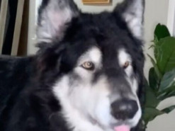 Пес-болтун покорил Сеть