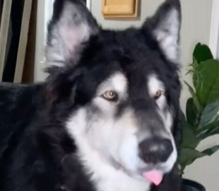 Пес-болтун покорил Сеть