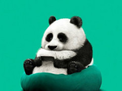 В сети показали снимки животных, если бы они пользовались гаджетами