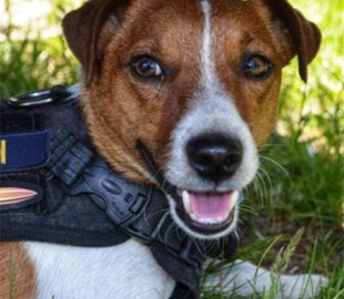 Пес Патрон святкує третій день народження