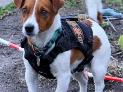 Пальмовий пес: рятувальник Патрон став кінозіркою і отримав премію у Каннах