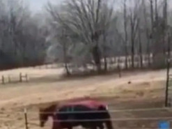 Реакция пони на возвращение лошади рассмешила Сеть