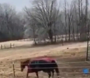 Реакция пони на возвращение лошади рассмешила Сеть