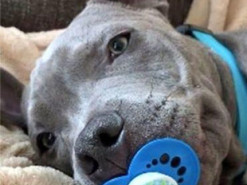 Сеть рассмешил щенок, который сосет соску