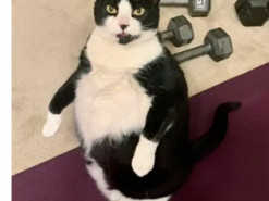 Пухлая кошка поразила своим сходством с пингвином