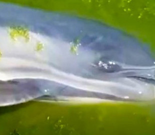 Небезпечна зона: в Чорному морі вже загинули десятки тисяч дельфінів