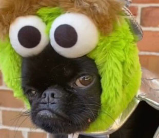 "Grumpy, подвинься!": самый пафосный пес стал звездой TikTok