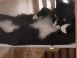 Кошка позировала, как модель: «хвостатая муза»