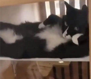 Кошка позировала, как модель: «хвостатая муза»