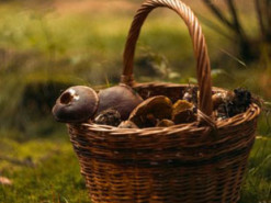 Карпатський гриб-рекордсмен, який росте швидке за бамбук (фото)