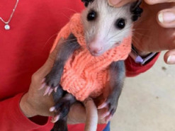 Лисий опосум, що обожнює одяг, став зіркою Мережі