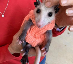 Лисий опосум, що обожнює одяг, став зіркою Мережі