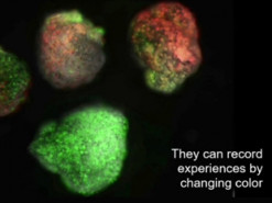 Новое поколение биороботов стало быстрее и получило функцию памяти